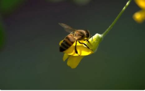 蜜蜂代表什麼